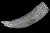 Fossil Pygmy Sperm Whale (Kogiopsis) Tooth #78242-1